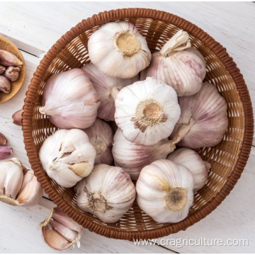 Buy Organic Culinary Garlic Low Price